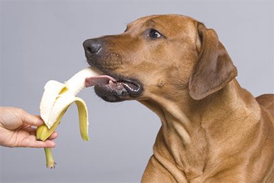 are bananas good for dogs