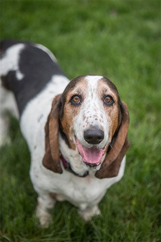Do Basset Hounds Shed?