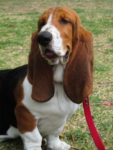 do basset hounds shed? best grooming tips - dog advice center