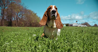 basset hound in park