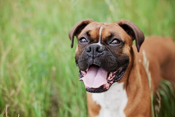 do boxers have webbed feet?
