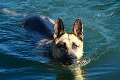 can german shepherds swim