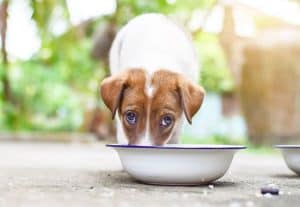 Can Dogs Drink Coconut Water? - Dog Advice Center
