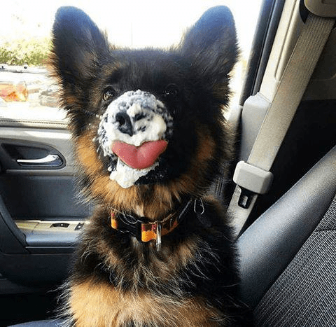 can dogs eat whiipped cream