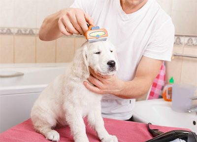 how to groom a dog at home