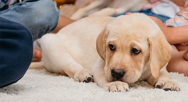 How To Potty Train a Puppy Avoiding Nighttime Problems