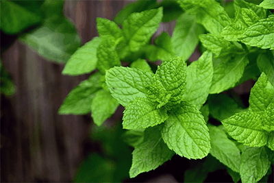 can dogs eat peppermint