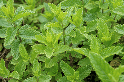 can dogs eat peppermint