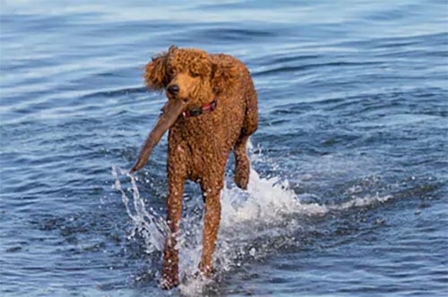 poodle in water