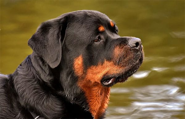 Do Rottweilers Shed?
